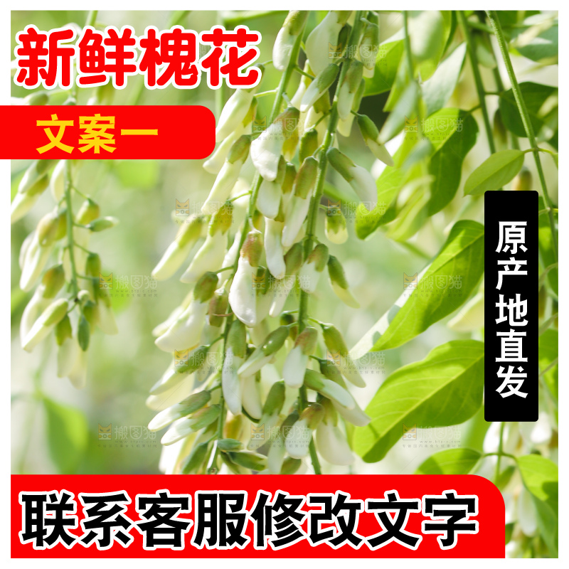 新鲜的槐树花