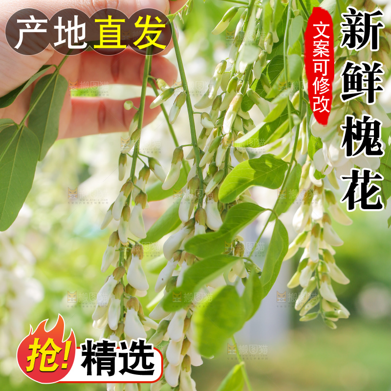 手里拿着新鲜槐花