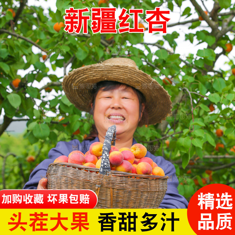 果园里女人拿着一篮小红杏