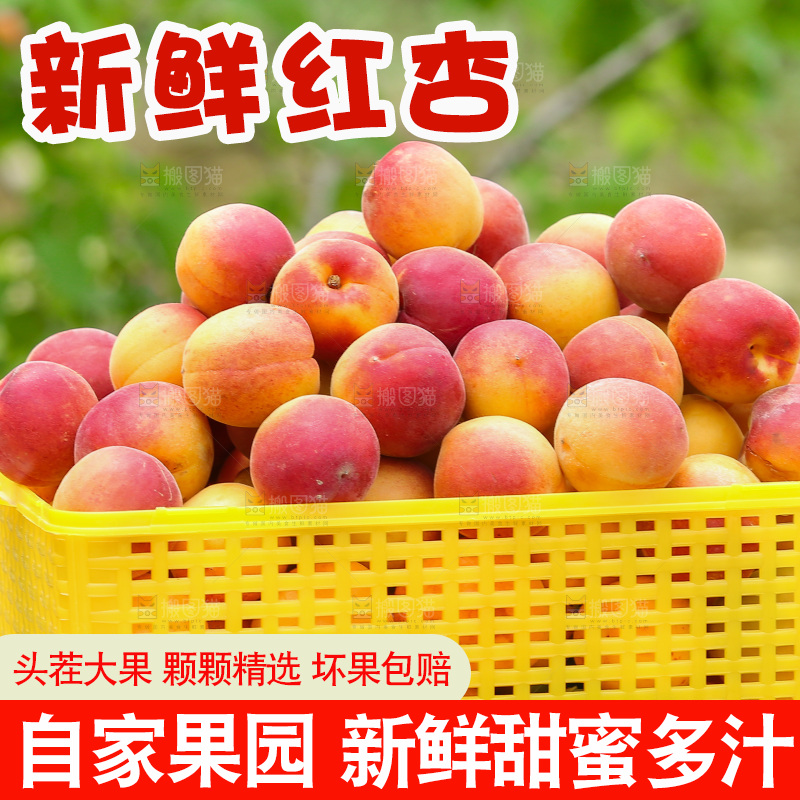 一篮崂山蜜杏