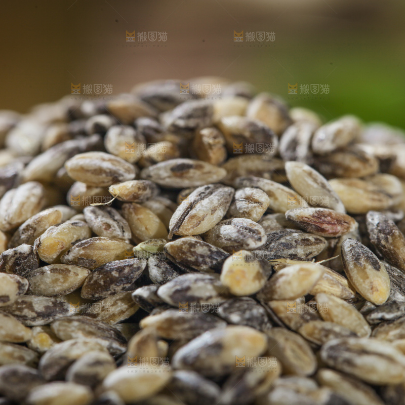 一堆蓝青稞