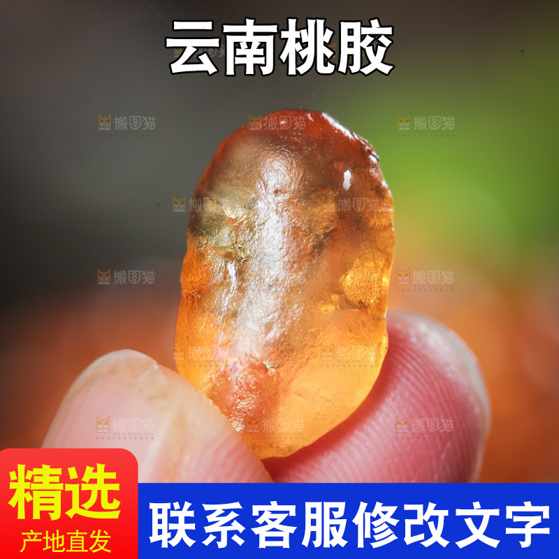 手里拿着桃树胶