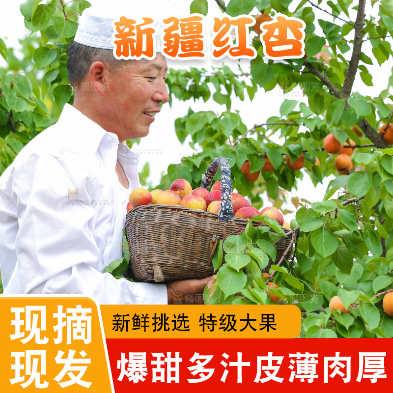果园里老人新鲜采摘小红杏