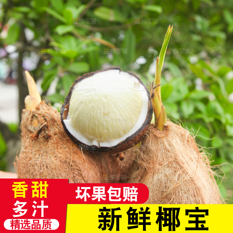 手里捧着海南椰宝