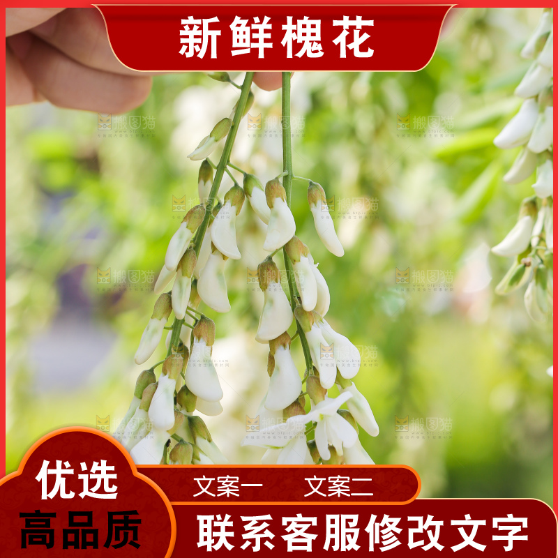 手里拿着新鲜槐花