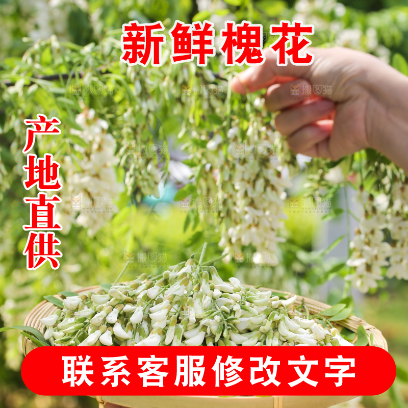 采摘洋槐花
