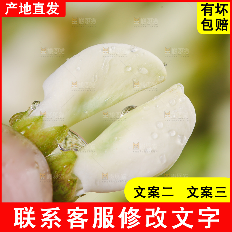 洋槐花特写