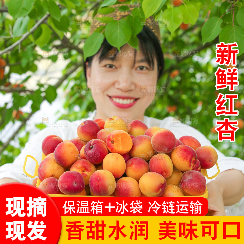 果园里女人手里端着一篮小红杏