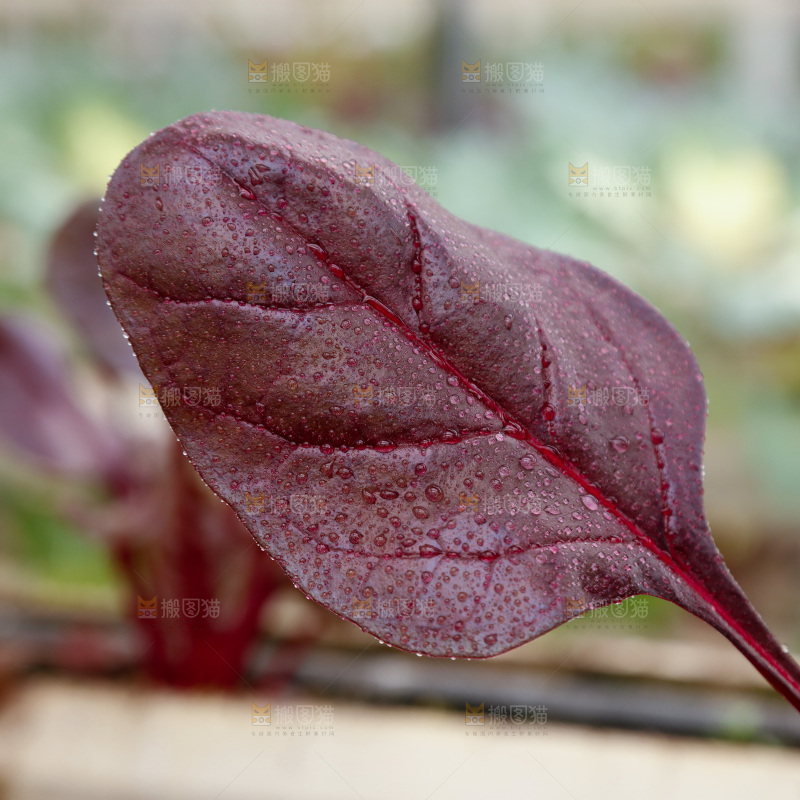 紫菠菜叶子