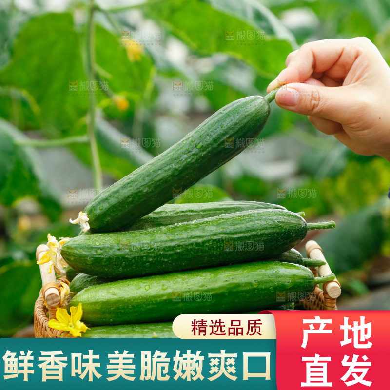 手里端着一篮水果黄瓜
