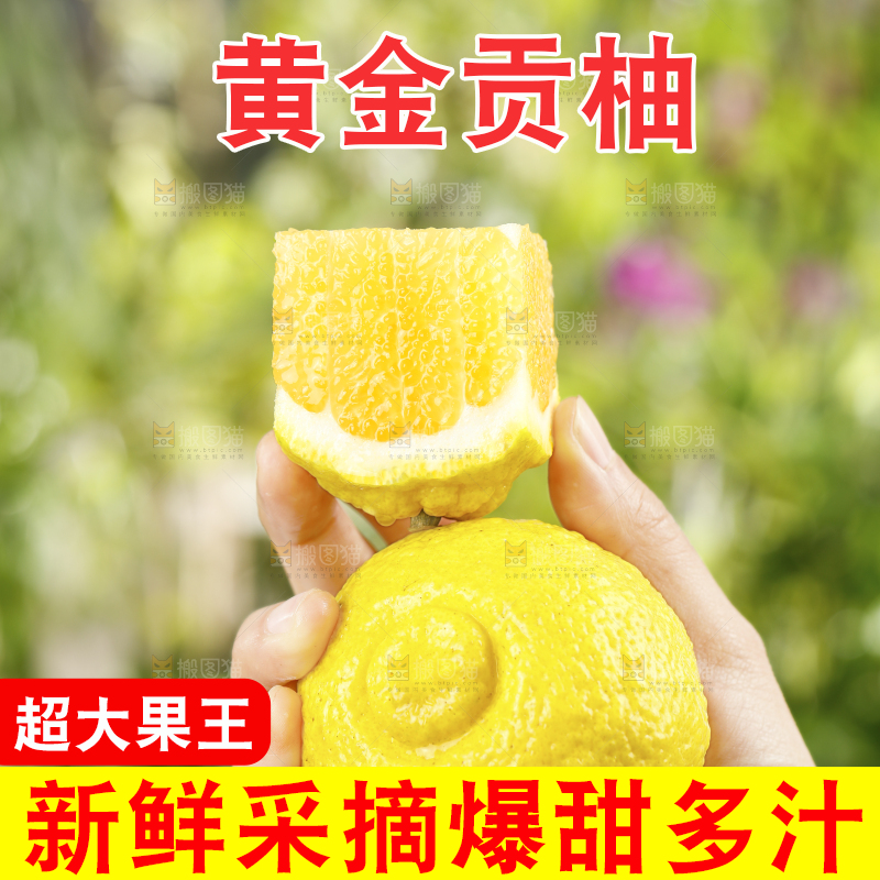 手里拿着湖南黄金贡柚
