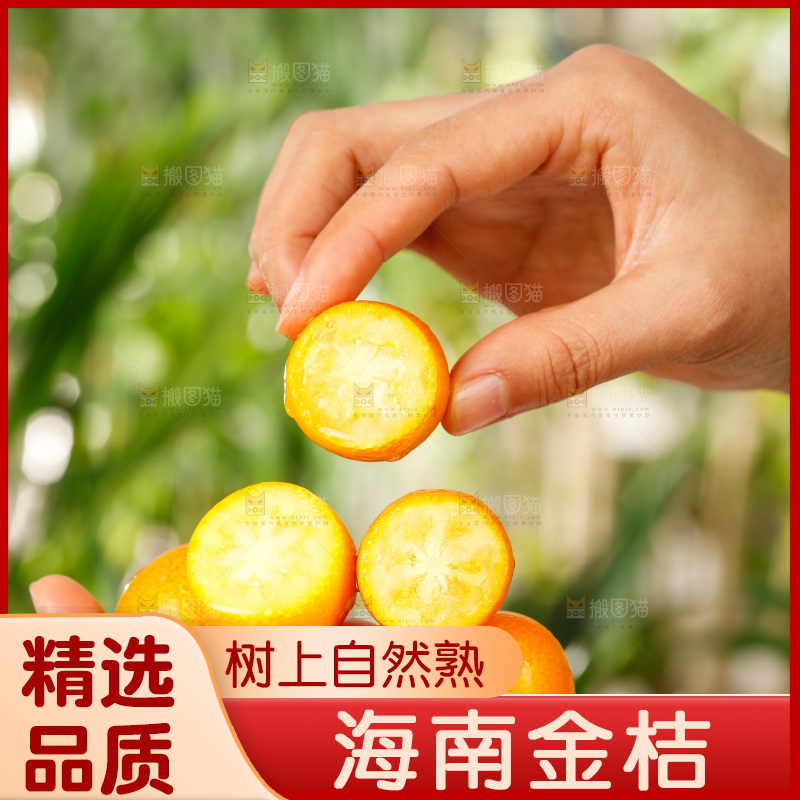 手里拿着融安小金桔