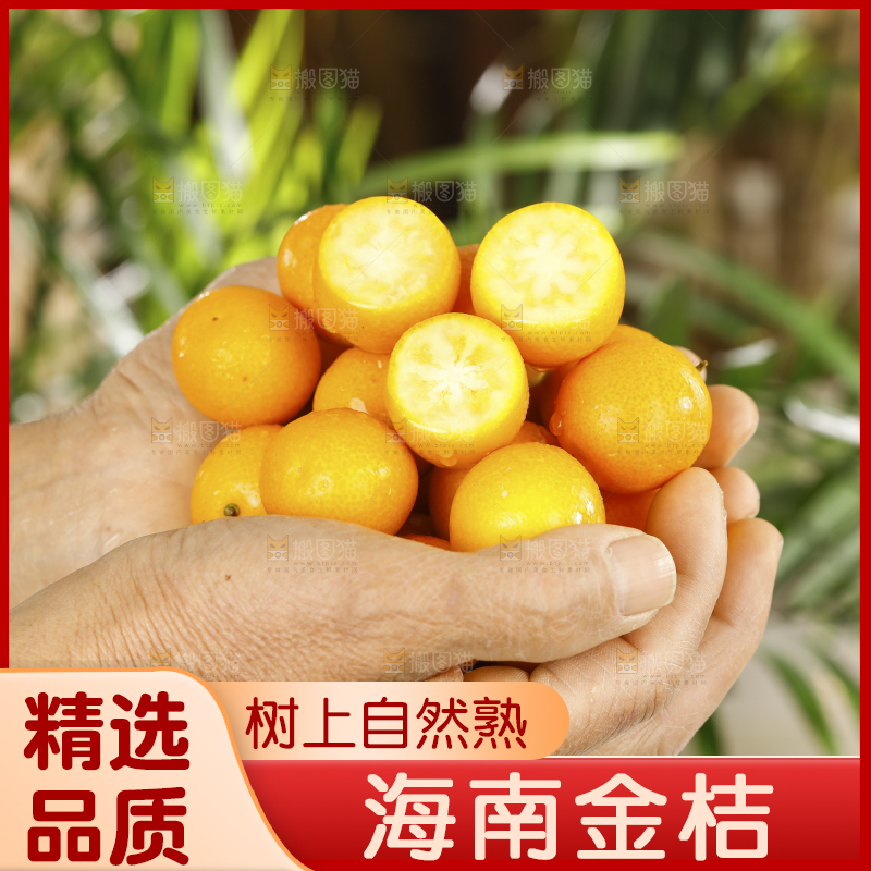 手里捧着脆皮小金橘