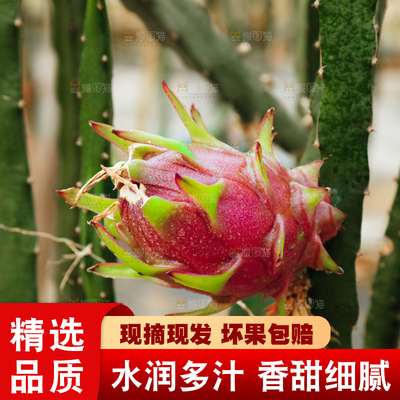 火龙果产地