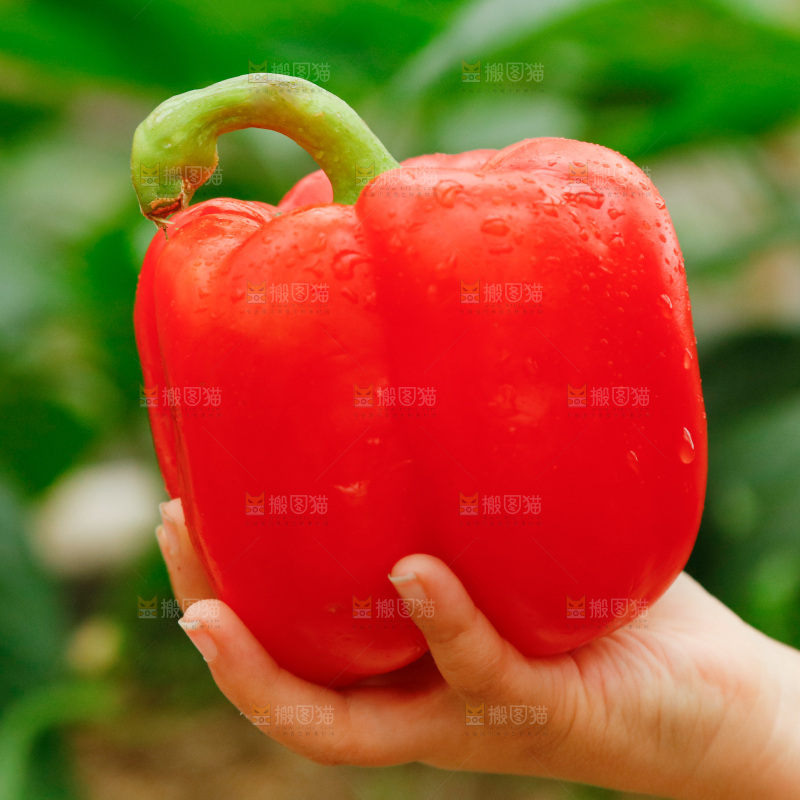 手里拿着红彩椒