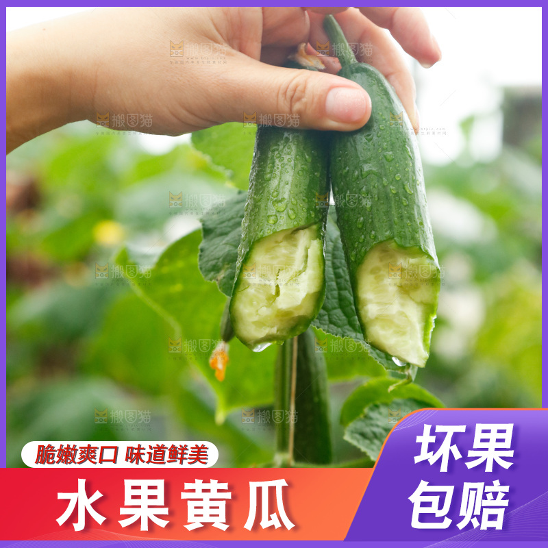 手里拿着掰开的黄瓜