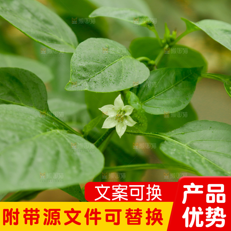 辣椒叶子