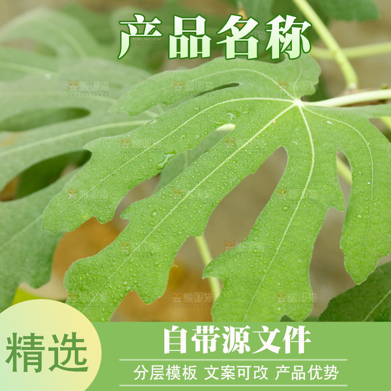 树枝上的绿叶