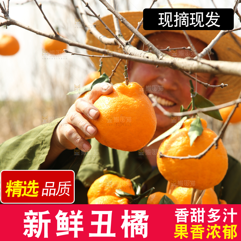 果园农民手里采摘着丑橘