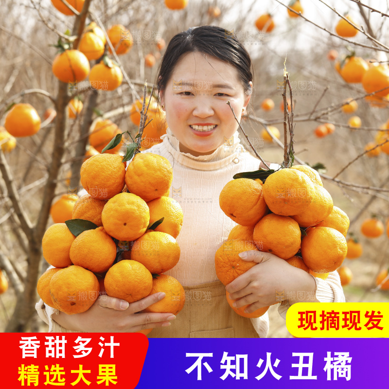 果园女人手里抱着丑橘