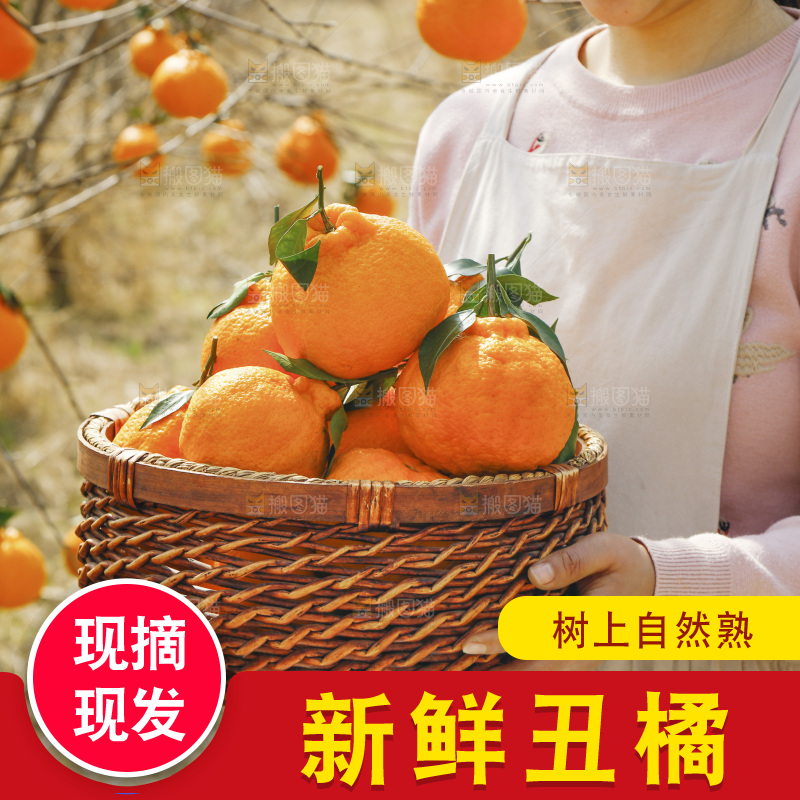手里端着一篮丑橘