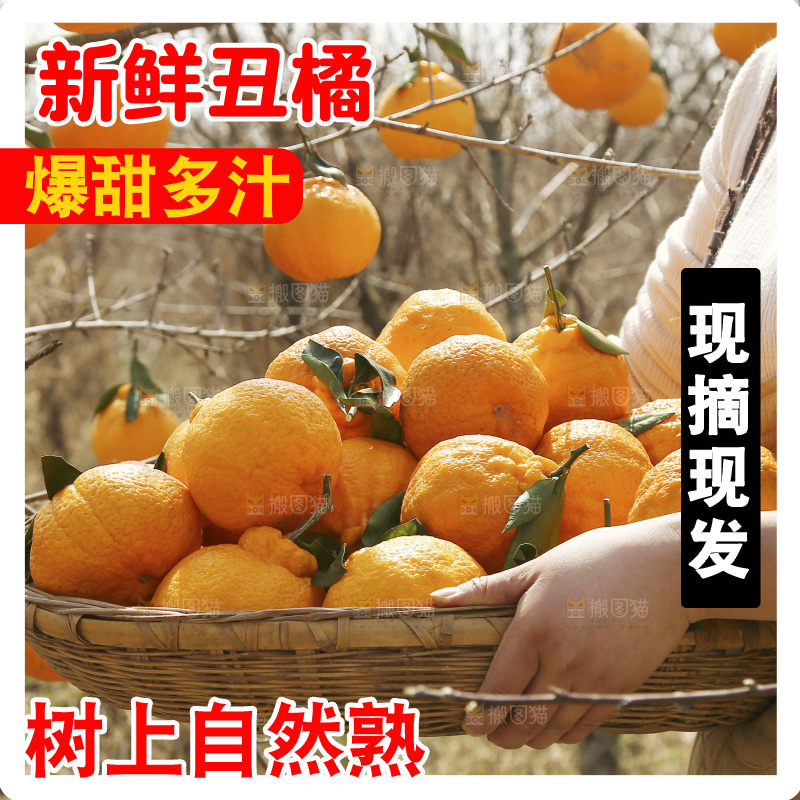 手里端着一篮丑橘