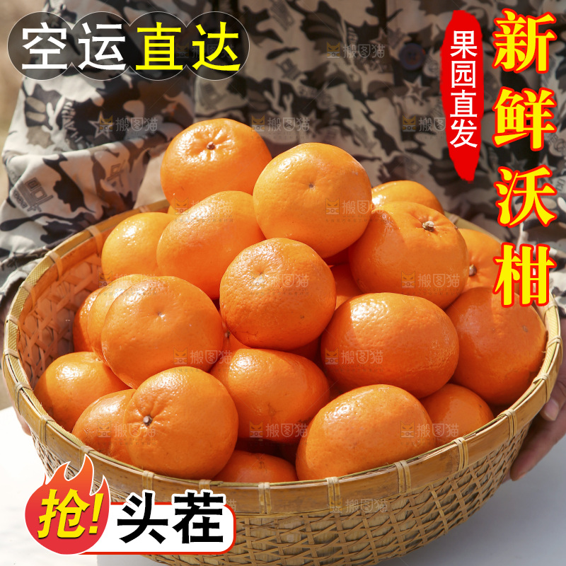 果园手里端着一篮新鲜沃柑