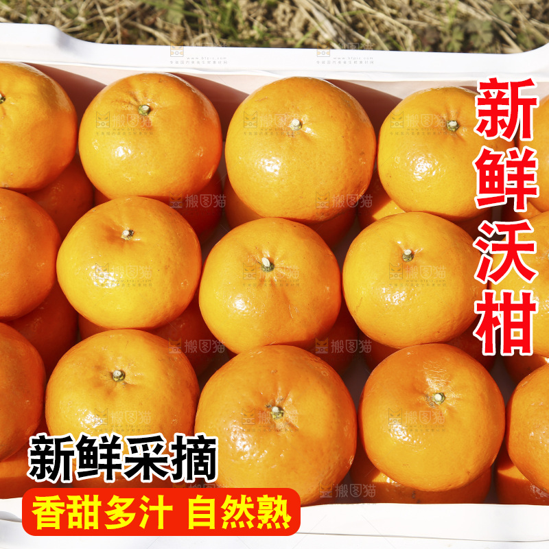 泡沫箱里装着武鸣沃柑