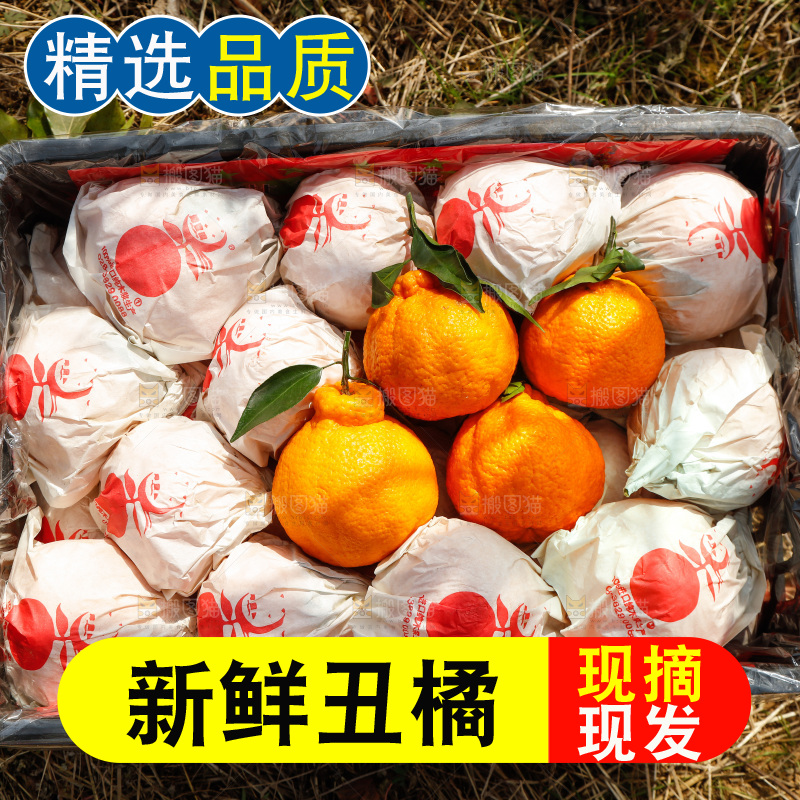 草地上放着一框四川丑橘