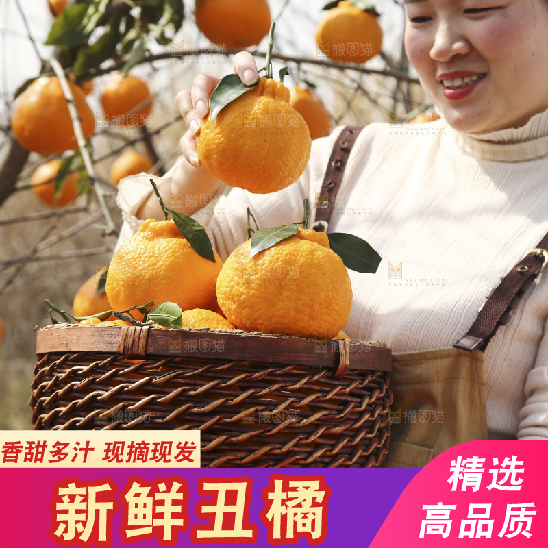 手里抱着一篮四川丑橘