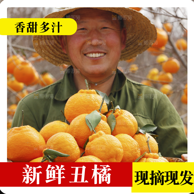 果园农民手里抱着一筐四川丑橘