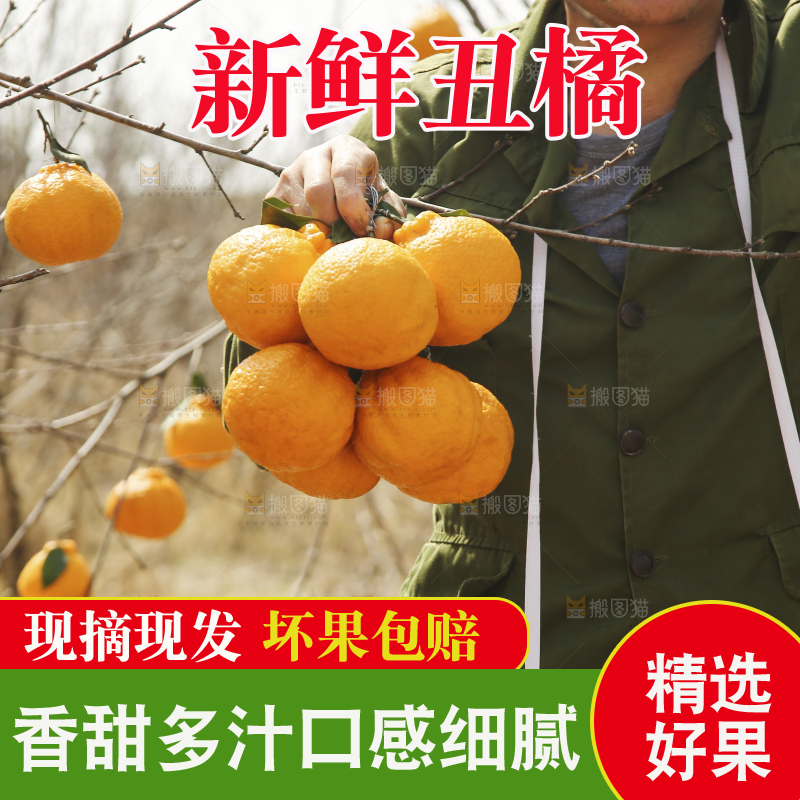果园农民手里拿着丑橘