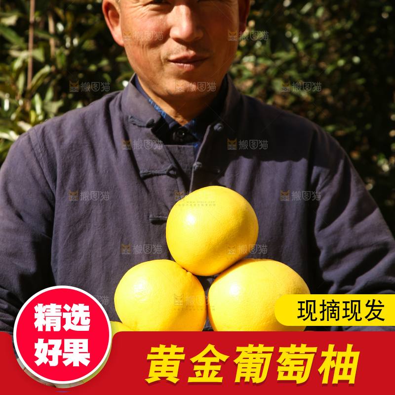 农民手里端着一篮新鲜黄金葡萄柚