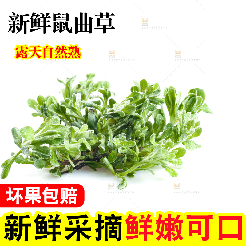 白底上放着鼠曲草