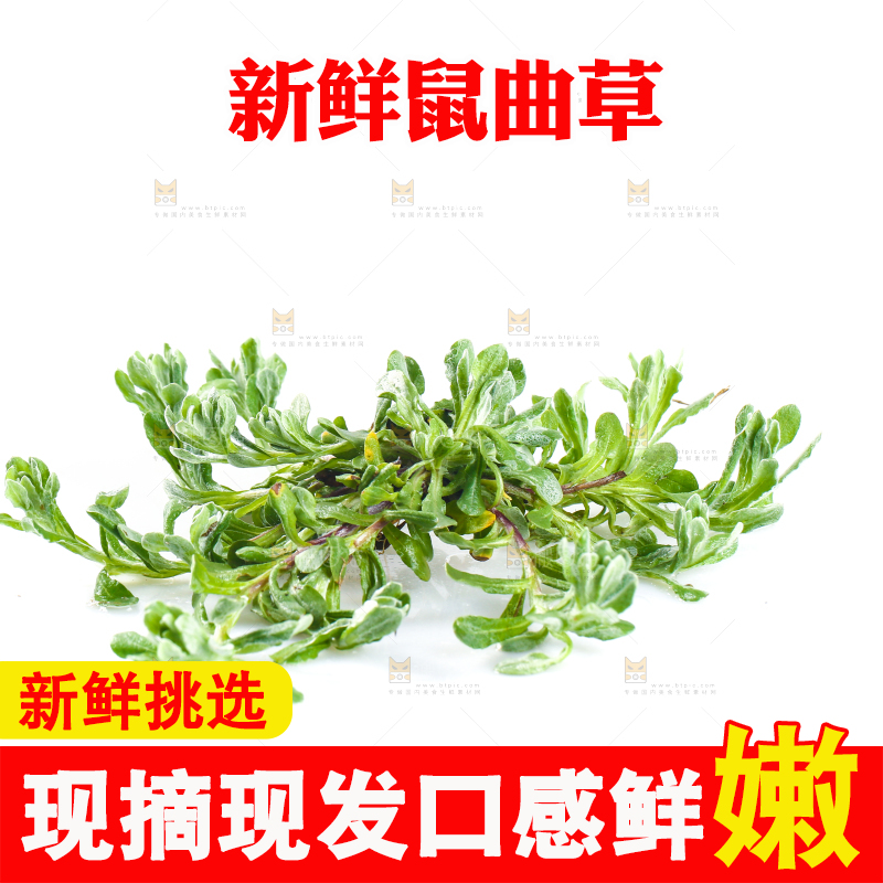 白底上放着鼠曲草
