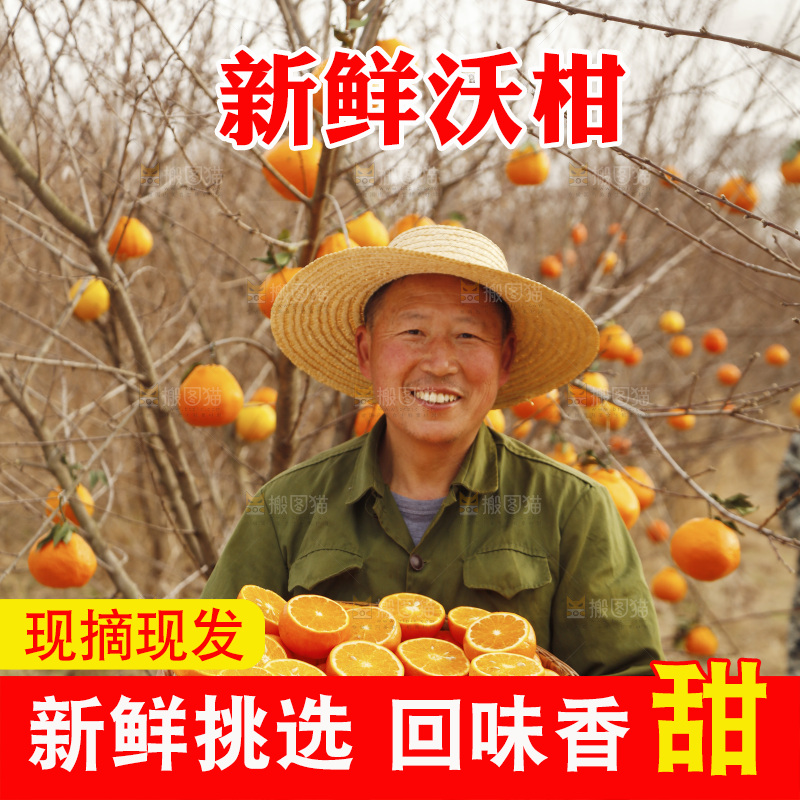 果园农民手里端着一篮沃柑