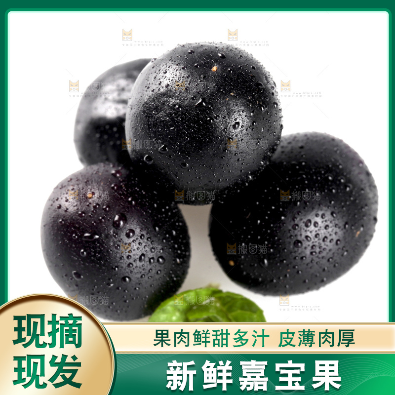 白底上的台湾嘉宝果