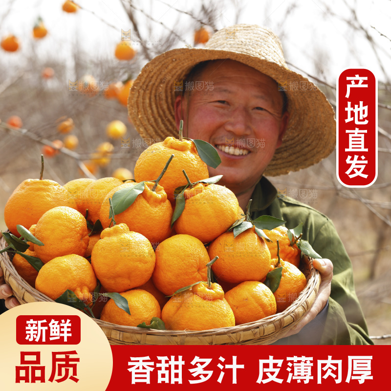 果园农民手里抱着一筐四川丑橘