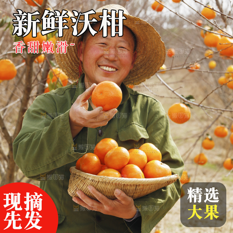 果园农民手里端着一篮武鸣沃柑