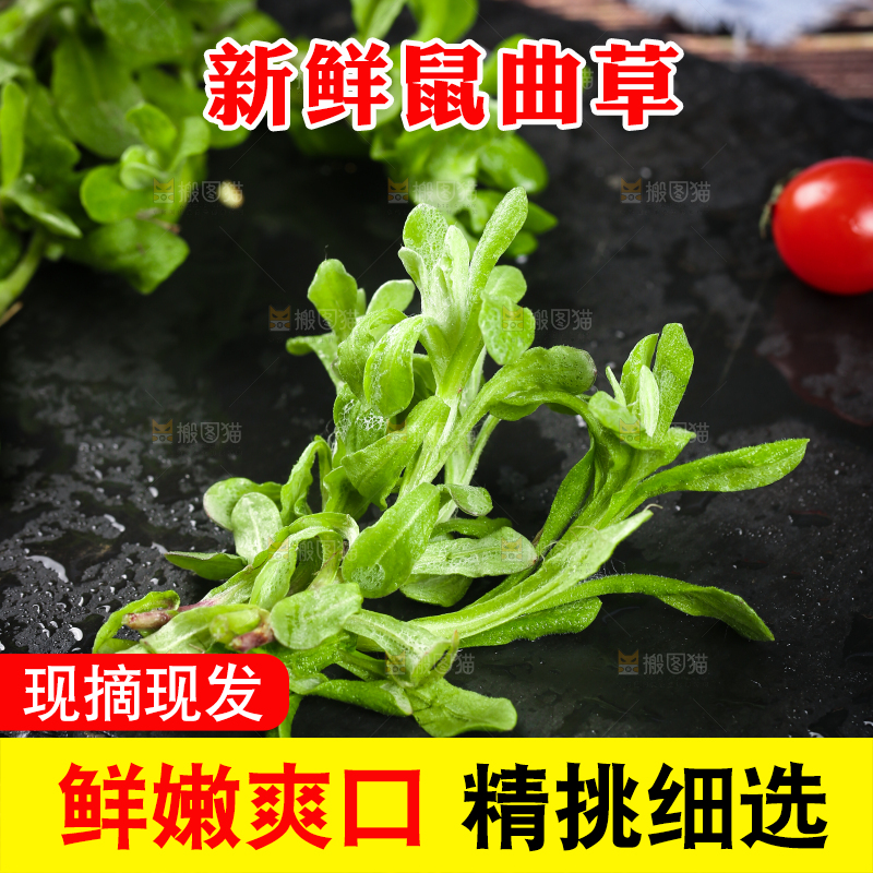 黑石板上的清明草
