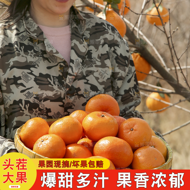 果园女人手里端着一篮新鲜沃柑