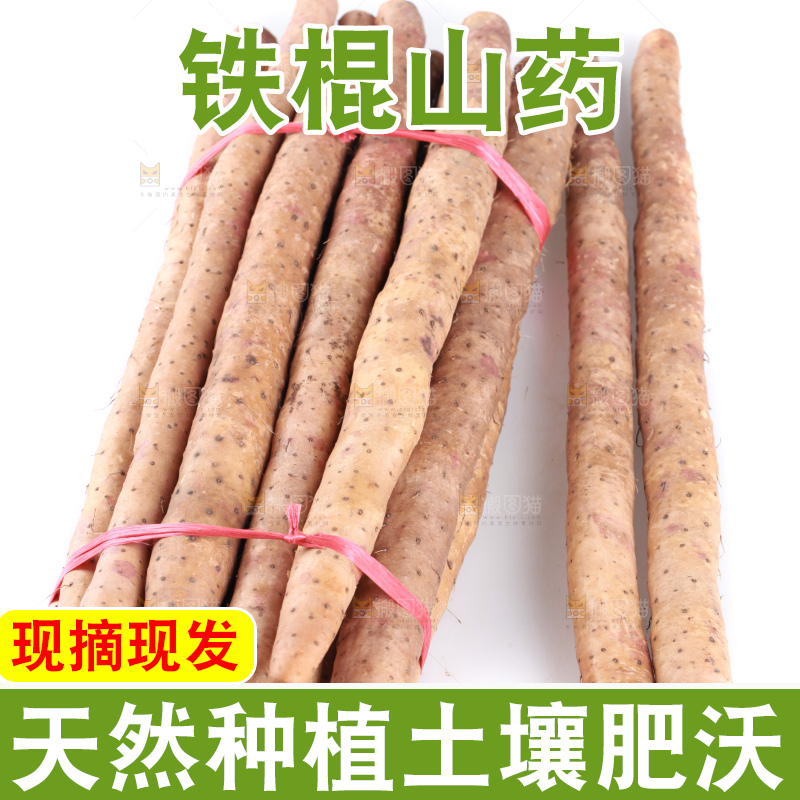 白底上的新鲜铁棍山药