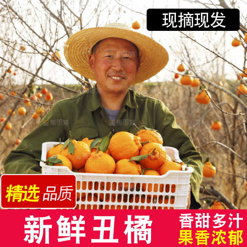果园农民手里抱着一框四川丑橘