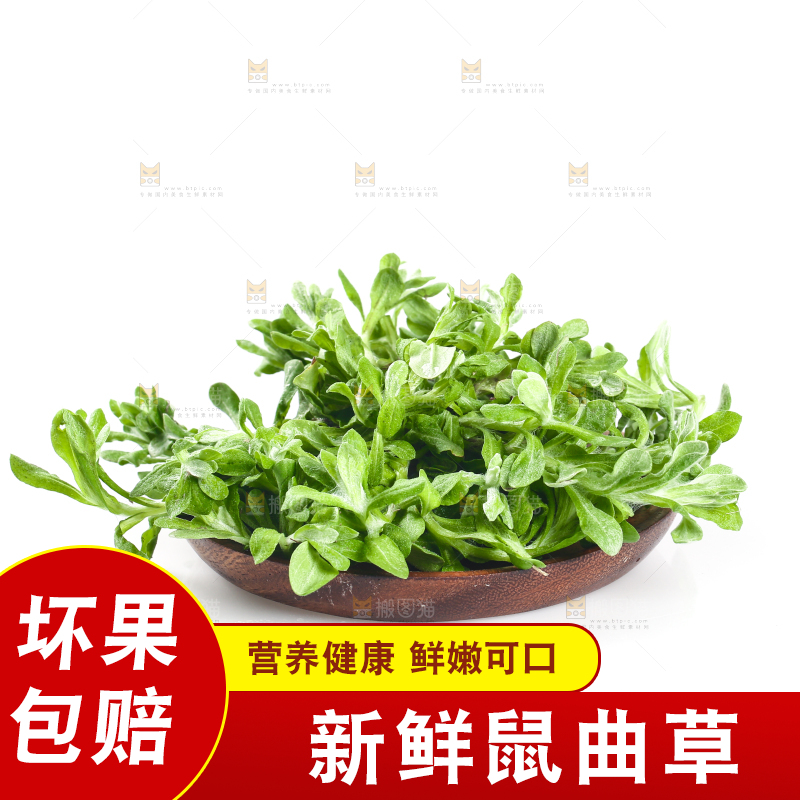 白底上放着鼠曲草