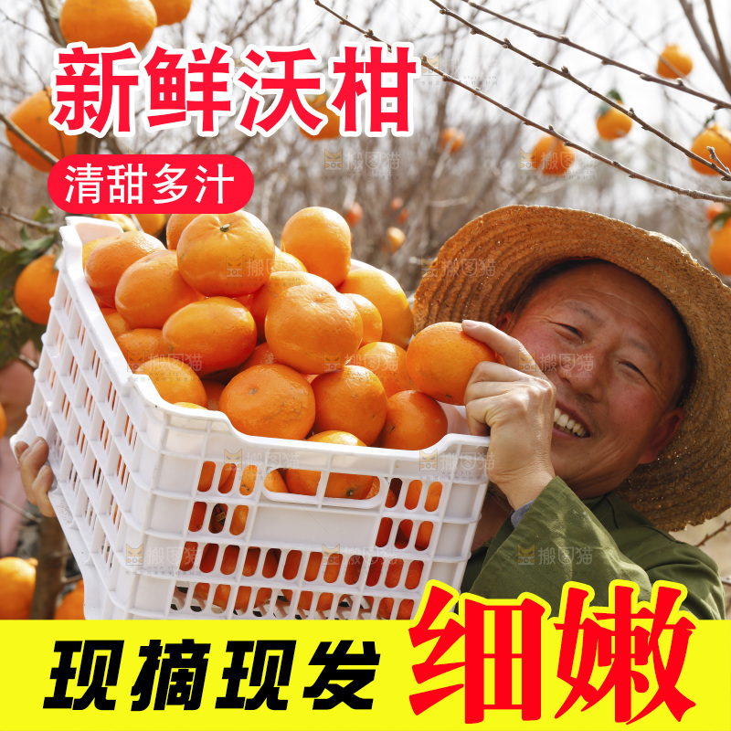 果园农民抱着一框武鸣沃柑