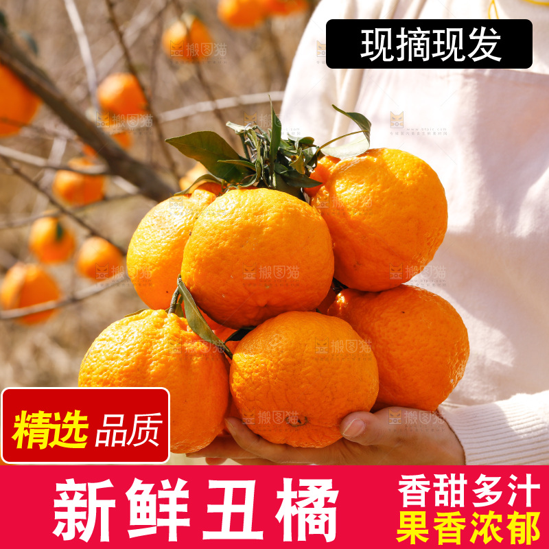 手里拿着一串丑橘