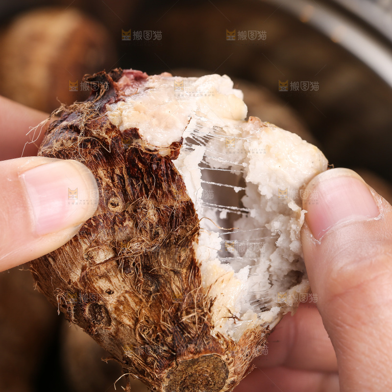 手里拿着红芽小芋头
