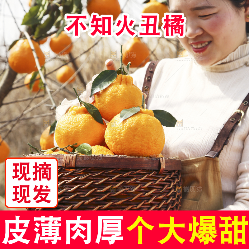 果园女孩手里抱着一篮四川丑橘