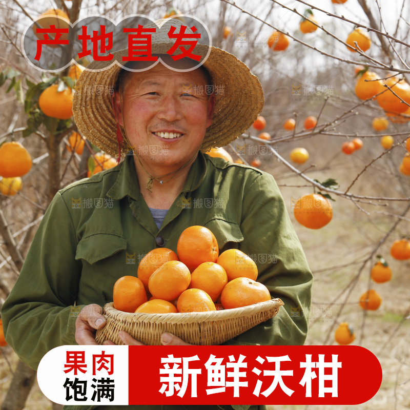 果园农民手里端着一篮武鸣沃柑