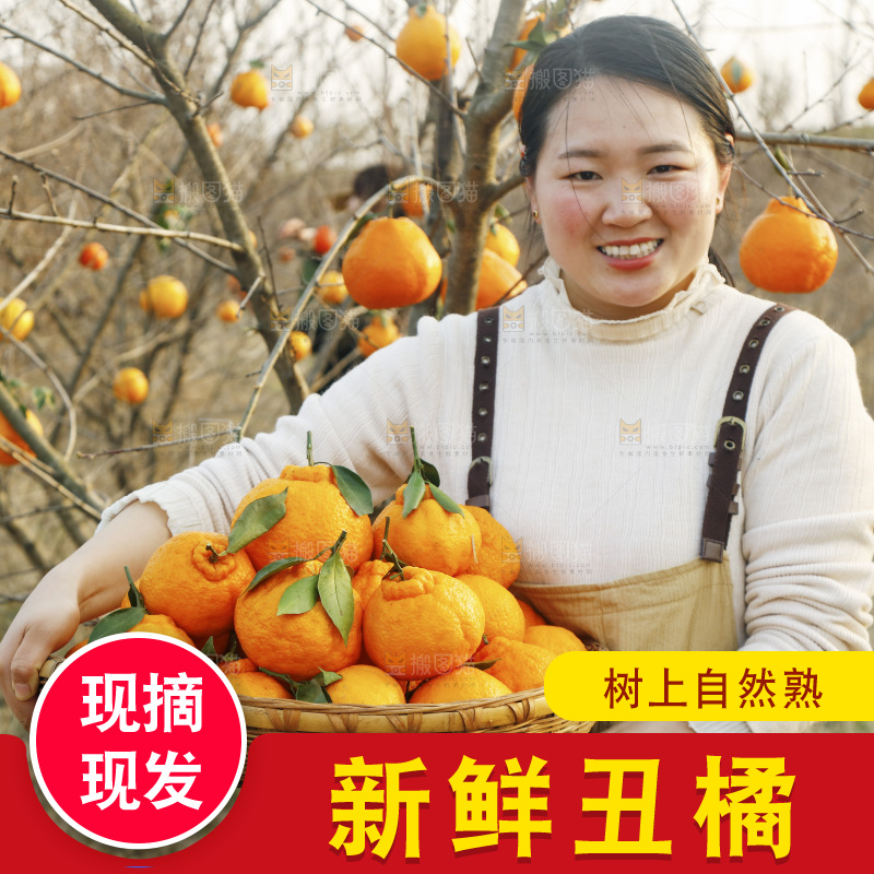 果园女孩手里抱着一篮四川丑橘